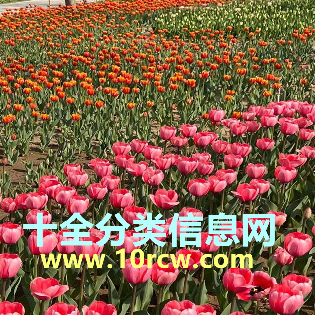 在本站发布信息要收费吗？