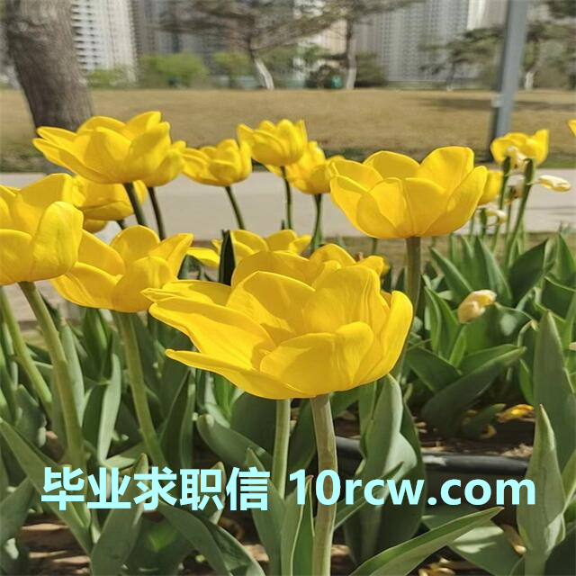 毕业生求职自荐信-实用的求职信文本范文(精选四篇)