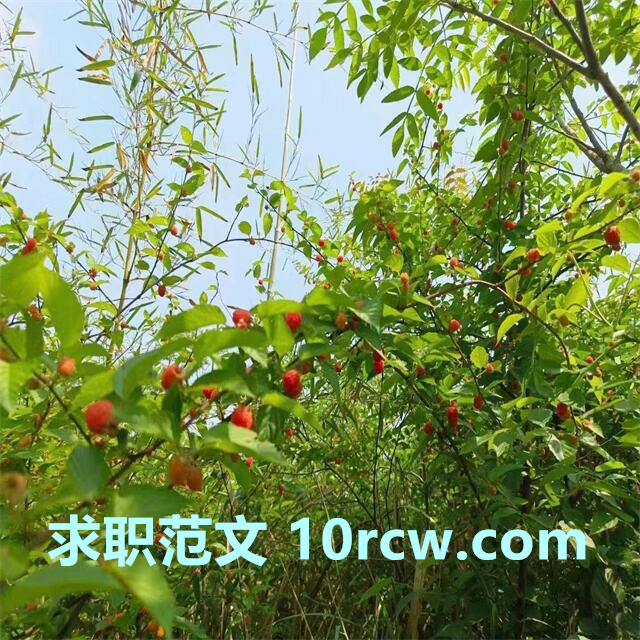 大学生求职自荐信(通用大学生求职信范文3篇)