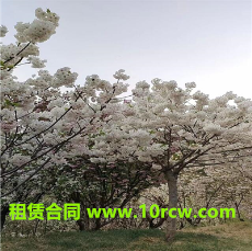 房屋租赁合同范本-实用的15个房屋租赁合同模板下载